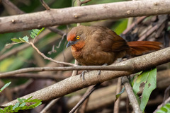 Phacellodomus erythrophthalmus
