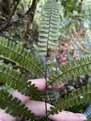 Adiantum pulverulentum
