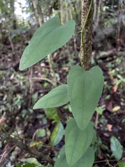 Aristolochia oblongata calceiformis