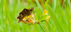 Butleria flavomaculata