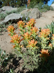 Castilleja applegatei breweri