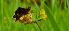 Butleria flavomaculata