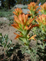 Castilleja applegatei breweri