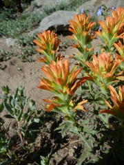 Castilleja applegatei breweri