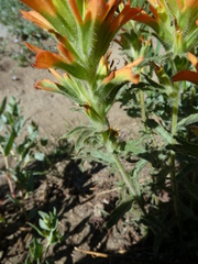 Castilleja applegatei breweri