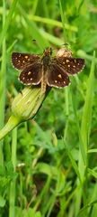 Butleria flavomaculata