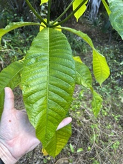 Alstonia macrophylla