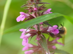 Stachys sylvatica