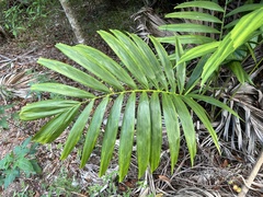 Areca catechu