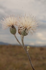 Cirsium coahuilense