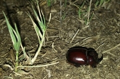 Phyllognathus dionysius