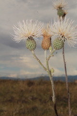 Cirsium coahuilense