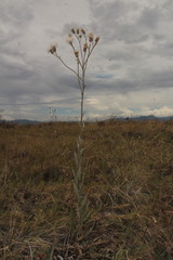 Cirsium coahuilense
