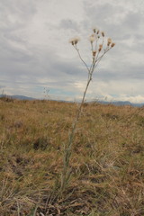 Cirsium coahuilense