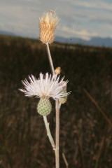 Cirsium coahuilense