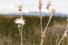Cirsium coahuilense