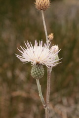 Cirsium coahuilense