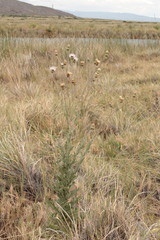 Cirsium coahuilense