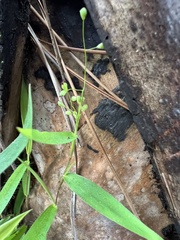 Dichanthelium patulum