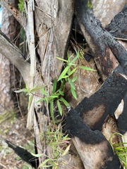 Dichanthelium patulum