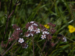 Potentilla douglasii, photograph chrismo, CC BY, iNaturalist via GBIF