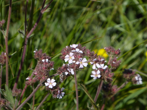 Potentilla douglasii, photograph 4
