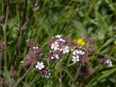 Potentilla douglasii, photograph chrismo, CC BY, iNaturalist via GBIF