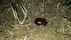 Phyllognathus dionysius
