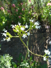 Valeriana capitata