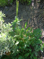 Valeriana capitata