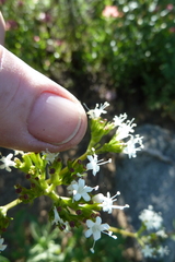 Valeriana capitata