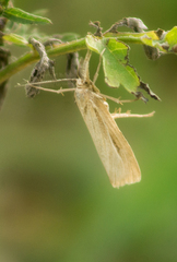 Thaumatopsis pexellus