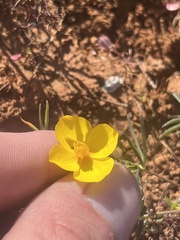 Eschscholzia lobbii