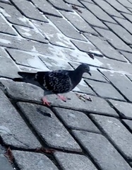 Columba livia domestica