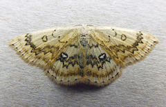 Cyclophora annularia