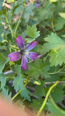 Malva assurgentiflora