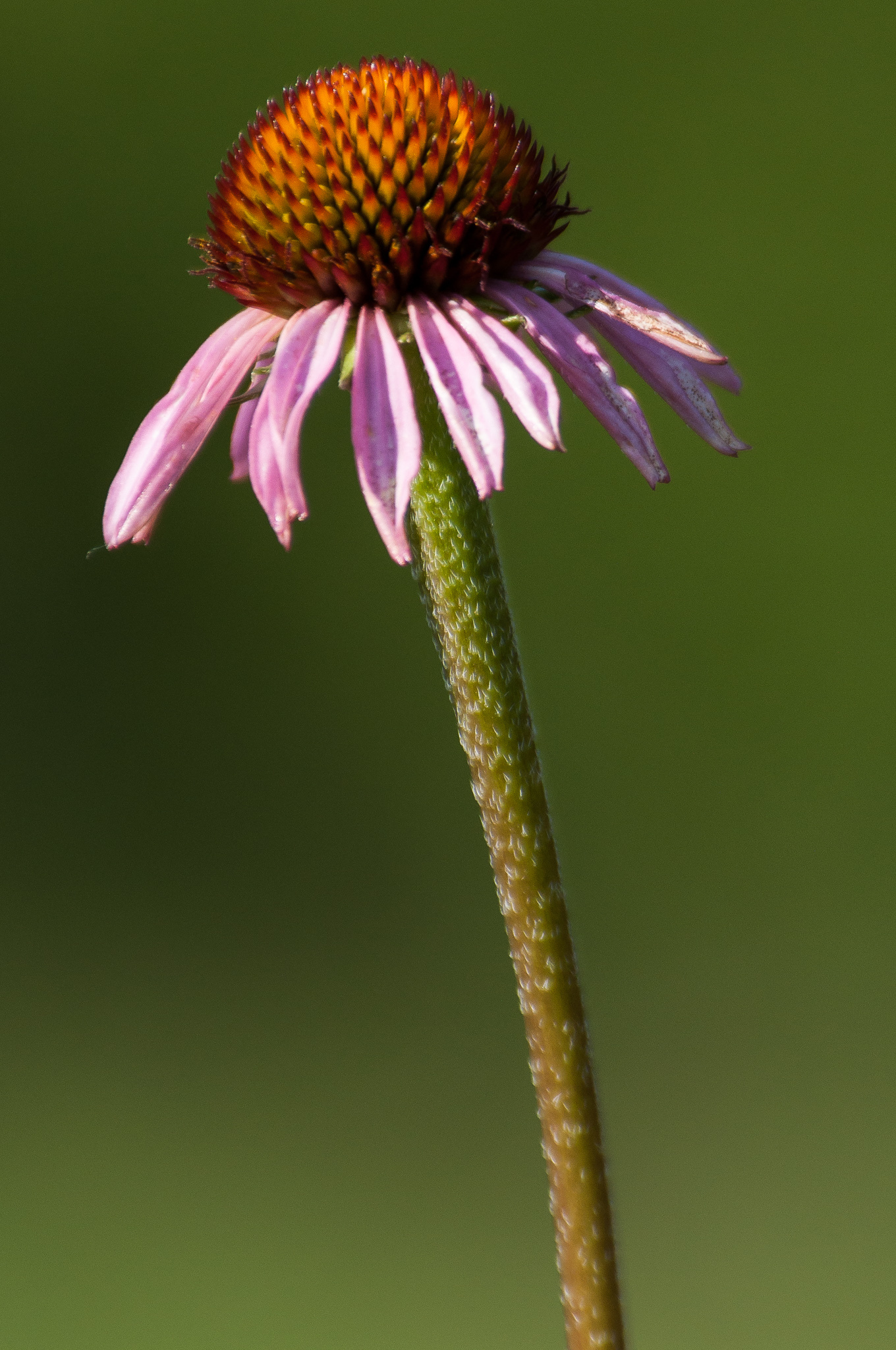 Echinacea atrorubens
