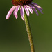 Echinacea atrorubens - Photo (c) Steve Harbula,  זכויות יוצרים חלקיות (CC BY-NC), הועלה על ידי Steve Harbula
