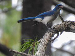 Transvolcanic Jay photo 5