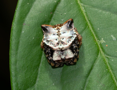 Aspidolasius branicki