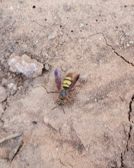 Phalerimeris madurensis