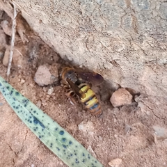 Phalerimeris madurensis