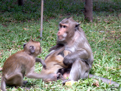 Macaca fascicularis