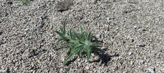 Cryptantha barbigera barbigera