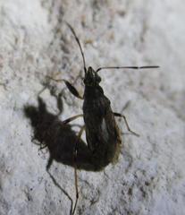 Froeschneria piligera