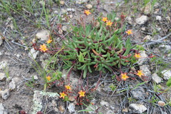 Phemeranthus parvulus