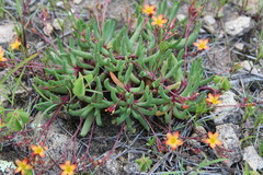 Phemeranthus parvulus