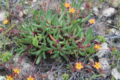 Phemeranthus parvulus