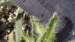 Cryptantha barbigera barbigera