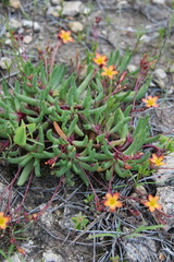 Phemeranthus parvulus